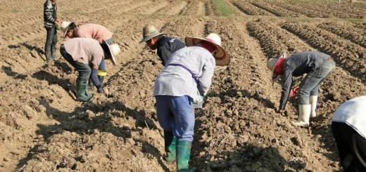 เกษตรกร